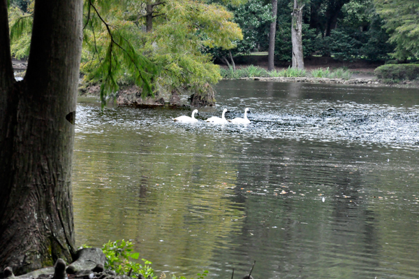 3 swans in a row